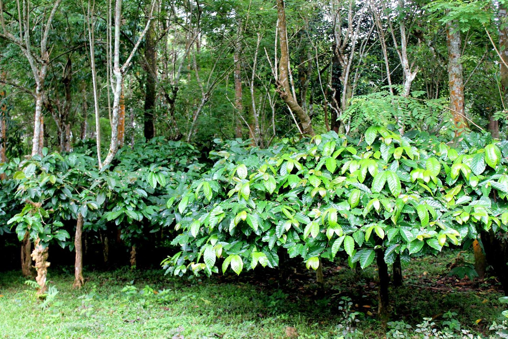 Woodside Homestay Wayanad Batheri Exteriör bild