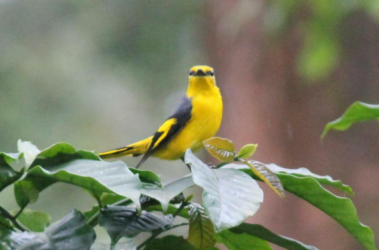 Woodside Homestay Wayanad Batheri Exteriör bild