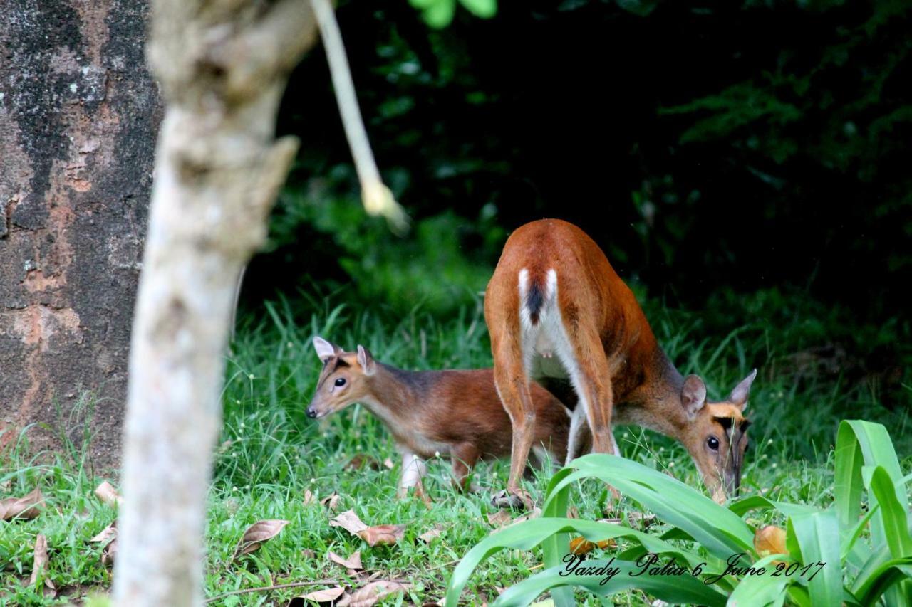 Woodside Homestay Wayanad Batheri Exteriör bild